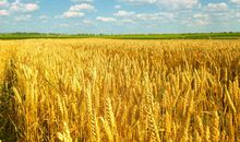 关于秋天的作文：秋天的麦田_400字