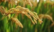 关于秋天的田野作文：秋天的田野_500字