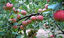 关于秋天的果园作文：秋天的果园_500字