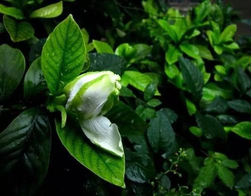 栀子花开花时间_100字