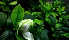 栀子花开的时光_100字