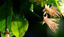 残花落败马及蹄_50字