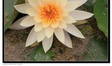 植物园随笔_600字