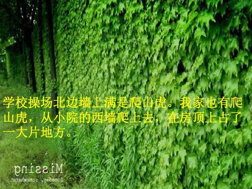 我的家人有一只山上攀岩虎_550字