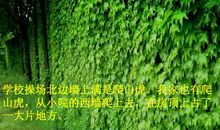 我家有棵爬山虎_550字