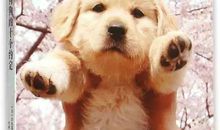 与狗狗的约定_1200字