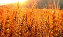 关于秋天的田野作文：秋天的田野_300字