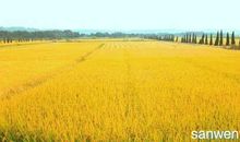 关于秋天的田野作文：秋天的田野_200字