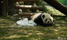 野生动物园游记_3000字