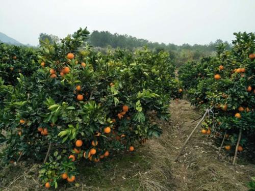 橙色花园旅行_550字