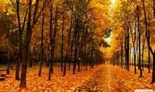 描写秋天景色的古诗句大全