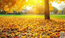 秋天的魅力_450字