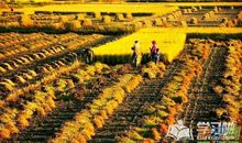 关于秋天的田野作文：秋天的田野_350字