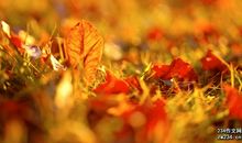 美丽的秋天_400字