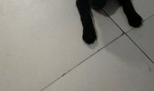 顽皮的小狗_500字