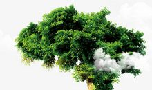 真想变成参天的大树_250字