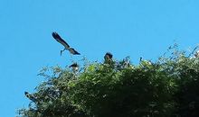 靠自己展翅飞翔_1000字