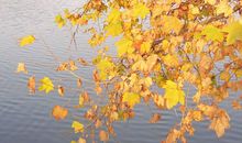 关于秋天的作文：秋韵_900字