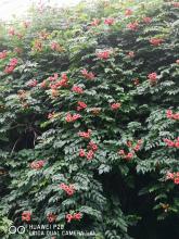 Lingxiao花在校园里_650字