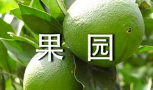 关于秋天的果园作文：秋天的果园_300字