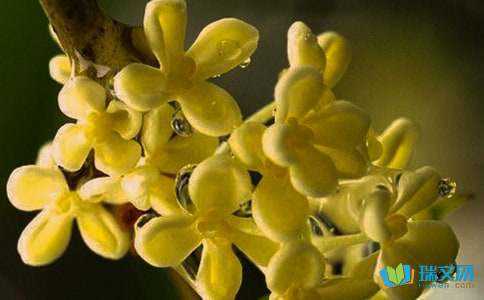 校园osmanthus _300字