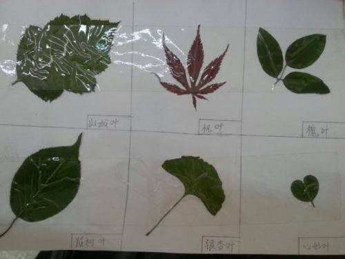 美丽的叶子标本_750字