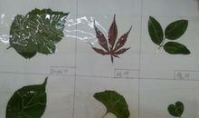 美丽的树叶标本_750字