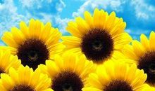 我的知心好友_350字