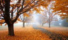 晒秋天——家乡的秋天_150字