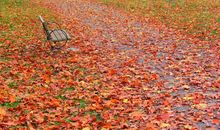 晒秋天——枯叶˙秋_200字