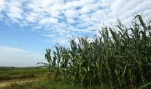 晒秋天——秋姑娘的讯号_300字