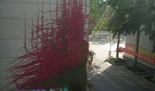 晒秋天——秋天里，那一片火红的生命_1200字