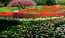 美丽的北京植物园_400字