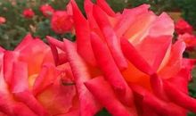 玫瑰花园（五）_550字