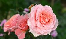 玫瑰花园（二）_500字