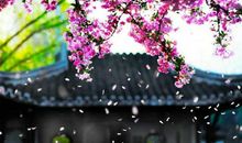 落花如雨，蔚蓝似夏（1）_300字