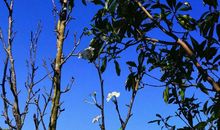 殇梦·一树梨花开_450字