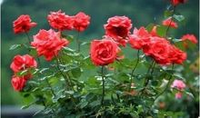 玫瑰花园（一）_650字