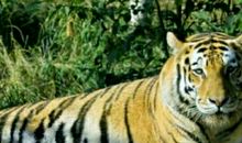 虎、鼠和猫_650字