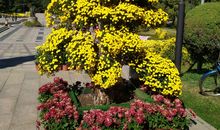 秋天下的中山公园_600字