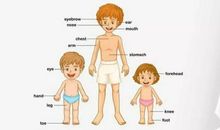 关于爱护眼睛的作文：眼睛、耳朵、鼻子、嘴_550字