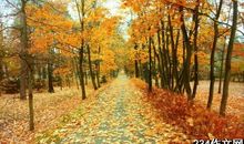 关于秋天的校园作文：秋天的校园_400字