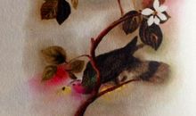 冰心：一只小鸟