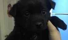 我可爱的小黑狗_400字