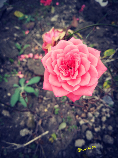 花朵花，谢谢天空_600字