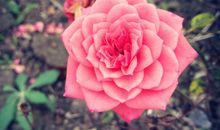 花开花谢花满天_600字