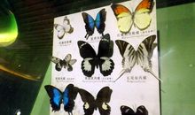 “讨厌”的妹妹_600字