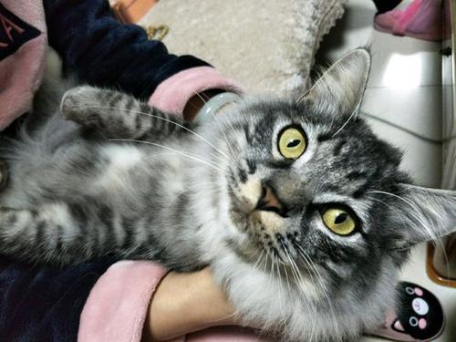 我的家人的“酷”猫_350字
