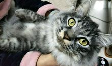 我家的“酷”猫_350字