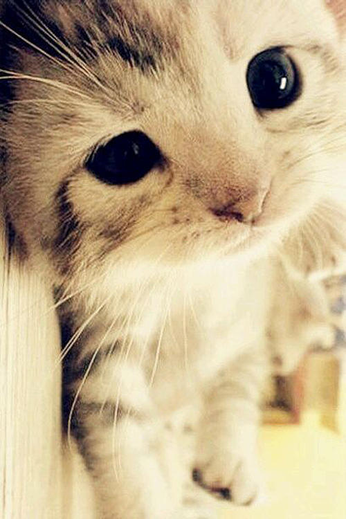 可爱的小猫_750字